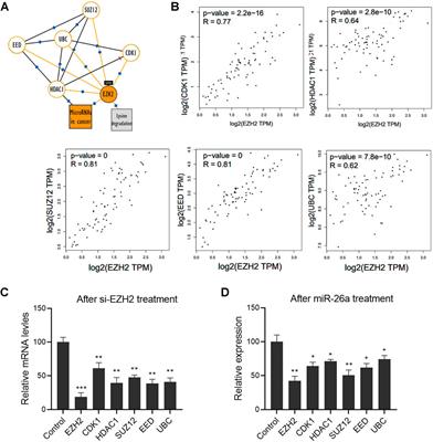 The Tumorigenic Properties of EZH2 are Mediated by MiR-26a in Uveal Melanoma